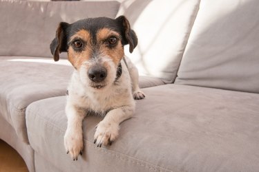 Cute Little Jack Russell Terrier dog lies on a gray sofa. He is attentive and focused and looks into the camera