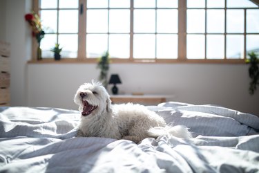 Maltese dog on bed with open mouth
