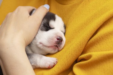 A woman is holding a newborn husky puppy.