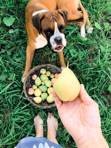 Dog and the pear