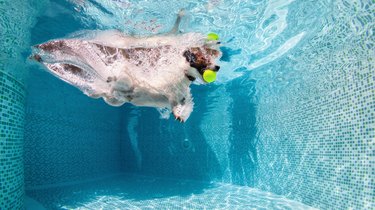 Funny photo of jack russell terrier in swimming pool