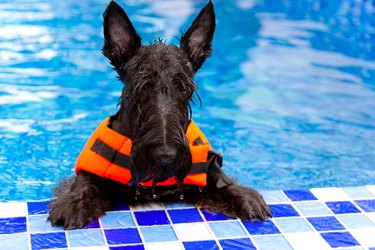 Swimming Schnauzer breed dog