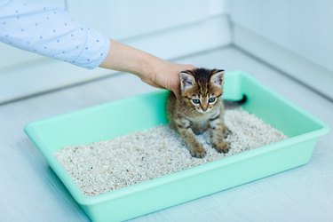 Person reaching over to pet a kitten that is sitting in a litter box tray.