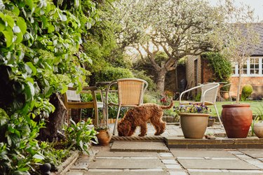 Pet dog in a domestic garden is learning to sniff out new scents and smells