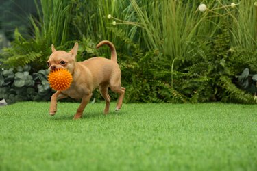Cute Chihuahua puppy playing with ball on green grass outdoors. Baby animal