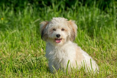 A tan and white Havanese puppy is sitting in the grass and looking at the camera. The dog's mouth is open and its tongue is out.