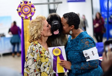 National Dog Show Hosted By The Kennel Club of Philadelphia