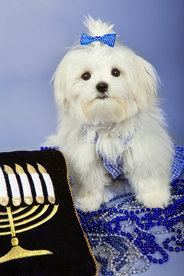small white dog with menorah pillow