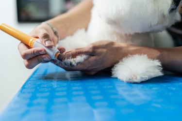 Worker applying a treatment to the paws of a dog in a pet salon