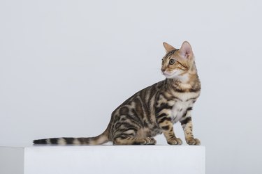 charming bengal cat posing in a photo studio