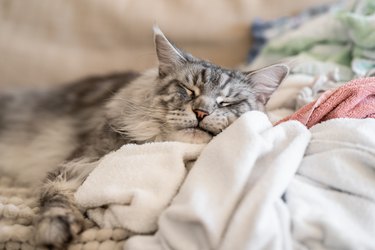 Maine coon cat lying on clean laundry