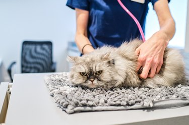 Unrecognizable veterinarian examining cat with stethoscope