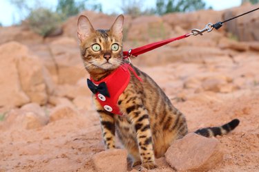 Cat on a leash with a fancy outfit