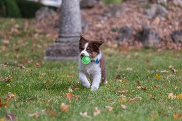 Playful Australian Shepherd puppy running with a ball