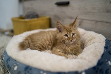 Nice cat relaxing at home on pet bed