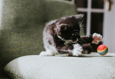 10 week old black and white kitten catches a colourful ball