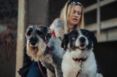 Middle age woman petting her dogs while out walking her pet