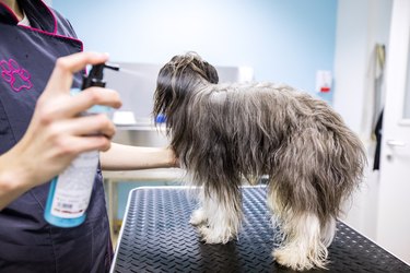 Pet Groomer Using a Dog Hair Care Product on a Dog  in Her Salon