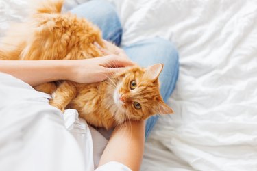 Cute Ginger Cat Lies On Woman's Hands. Fluffy Pet Comfortably Settled To Sleep. Cozy Home.