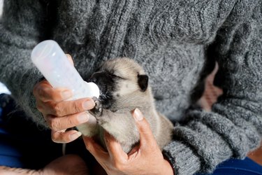 Women are feeding the puppies, feed with goat milk