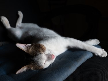 White and calico cat asleep, stretched out on cat bed