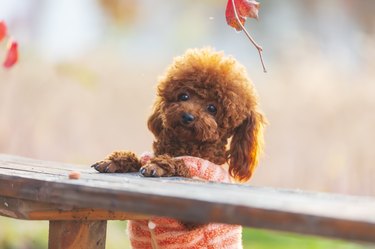 Toy Poodle Dog Breed Information and Pictures