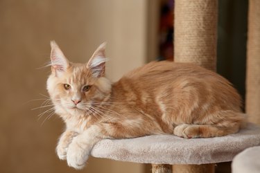 Portrait of a cute ginger tabby Maine Coon kitten lying on a play stand