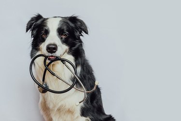 Border collie holding stethoscope in mouth.