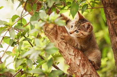 A cat in a tree.