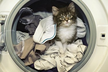 kitten standing among the clean clothes in a washing machine