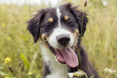 Puppy dog looks happy, waiting for treats