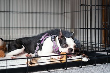 Boston Terrier puppy inside crate with the door open. She is lying down chewing a teething aid chew. She is wearing a harness.