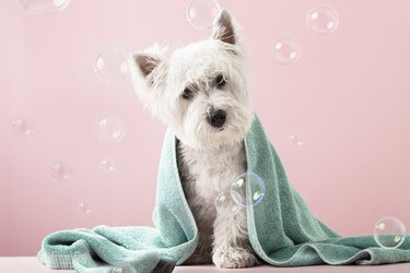 is it safe to bathe a pregnant dog