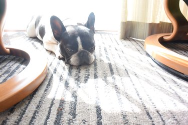 Tired and sleepy french bulldog