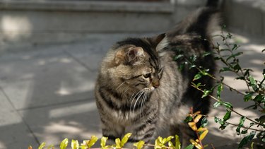 Gray tabby fluffy cat is walking on the street. Close-up muzzle of a tabby cat with yellow-green eyes, a long white mustache, a pink nose and shiny coat. Concept for veterinary clinic.