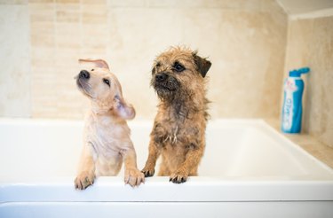 two dogs in the bath tub