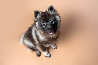 Keeshond with white spectacles