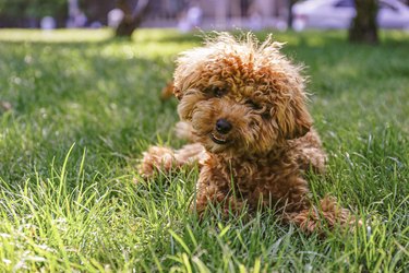 dogs with hair not fur