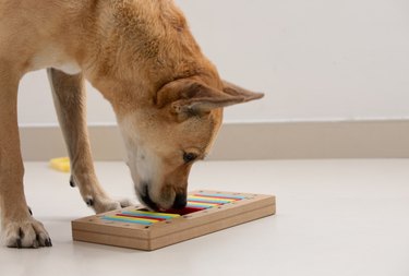 Smart dog is looking for delicious dried treats in intellectual game and eating them, close up. Intellectual game for dogs. and training of nose work with pet. brain game training for dogs