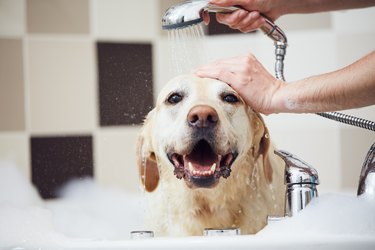 Happy dog taking bath at domestic bathroom