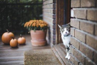 Tabby cat on a porch
