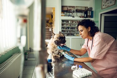 what antiseptic is safe for dogs