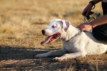 A man walks his Staffordshire Terrier sitting on the lawn