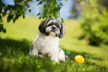 Shih tzu in nature