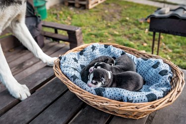 newborn husky puppies