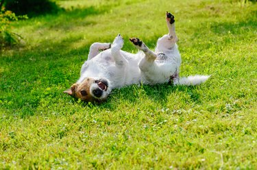 Dog scratching its back on ground.