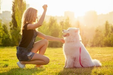 beautiful curly blonde smiling happy woman in denim shorts are sitting at glass and training a white fluffy cute samoyed dog in the summer park sunset rays field background . pet and hostess