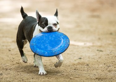 Boston terrier at play at dog park