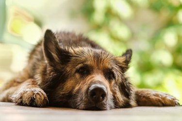 German Shepherd is lying on the porch, close up. Defocused greenery on the background.