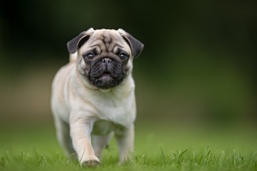A puggle dog running through grass.